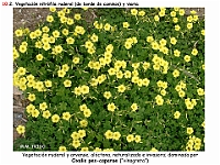 AtlasVegetacion 4 195 10 Vegetacion nitrofila ruderal Oxalis