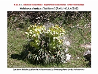 AtlasFlora 3 002 Helleborus foetidus
