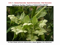AtlasFlora 3 003-1 Helleborus foetidus