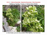 AtlasFlora 3 003 Helleborus foetidus 1