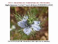 AtlasFlora 3 005 Nigella damascena 1