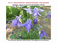 AtlasFlora 3 007 Aquilegia vulgaris