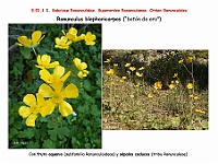 AtlasFlora 3 010 Ranunculus blepharicarpos