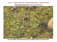 AtlasFlora 3 011 Ranunculus peltatus