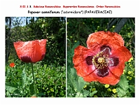 AtlasFlora 3 021 Papaver somniferum 1