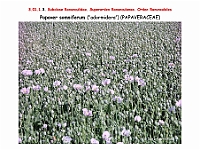 AtlasFlora 3 022-1 Papaver somniferum