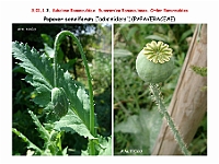 AtlasFlora 3 022 Papaver somniferum 2