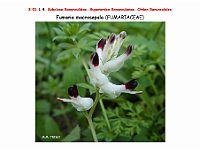 AtlasFlora 3 028 Fumaria macrosepala