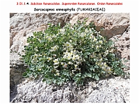 AtlasFlora 3 030 Sarcocapnos ennephylla