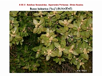 AtlasFlora 3 037 Buxus balearica