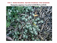 AtlasFlora 3 038 Paronychia argentea