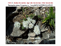 AtlasFlora 3 039 Paronychia nivea