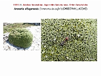 AtlasFlora 3 041 Arenaria alfagarensis