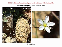 AtlasFlora 3 042 Arenaria capillipes