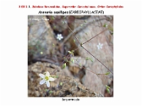 AtlasFlora 3 043 Arenaria capillipes 1