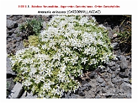 AtlasFlora 3 047 Arenaria erinaceae