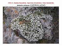 AtlasFlora 3 048 Arenaria erinaceae 2