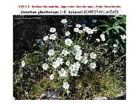 AtlasFlora 3 049-1 Cerastium gibraltaricum