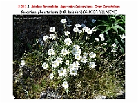 AtlasFlora 3 049-1 Cerastium gibraltaricum