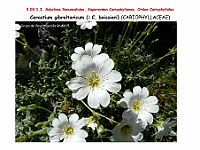 AtlasFlora 3 049-2 Cerastium gibraltaricum