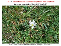 AtlasFlora 3 049-3 Cerastium cerastoides