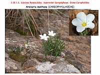 AtlasFlora 3 049 Arenaria montana