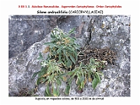 AtlasFlora 3 053-1 Silene andryalifolia