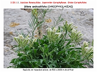 AtlasFlora 3 053-2 Silene andryalifolia