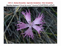 AtlasFlora 3 058 Dianthus broteroi