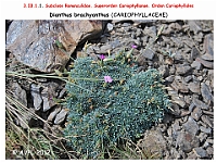 AtlasFlora 3 059-1 Dianthus brachyanthus