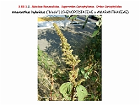 AtlasFlora 3 060 Amaranthus hybridus