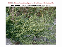 AtlasFlora 3 061 Beta vulgaris