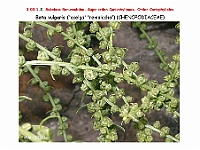 AtlasFlora 3 062 Beta vulgaris