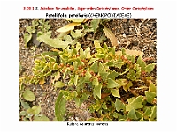 AtlasFlora 3 064 Patellifolia patellaris