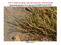 AtlasFlora 3 068-1 Sarcocornia perennis