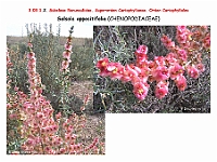 AtlasFlora 3 070-1 Salsola oppositifolia