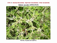 AtlasFlora 3 070-2 Galenia secunda