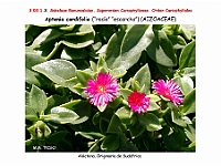 AtlasFlora 3 072 Aptenia cordifolia