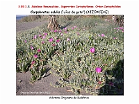 AtlasFlora 3 074 Carpobrotus edulis 2