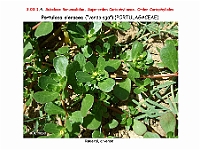 AtlasFlora 3 075 Portulaca oleracea