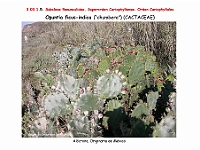 AtlasFlora 3 076 Opuntia ficus-indica