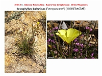 AtlasFlora 3 078 Drosophyllum lusitanicum