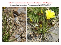 AtlasFlora 3 079 Drosophyllum lusitanicum 1