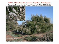 AtlasFlora 3 080-0 Tamarix africana