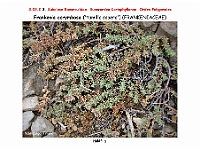AtlasFlora 3 083 Frankenia corymbosa