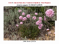 AtlasFlora 3 090 Armeria pungens