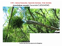 AtlasFlora 3 097 Arceuthobium oxycedri