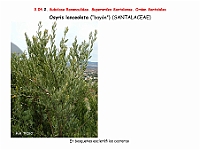 AtlasFlora 3 098 Osyris lanceolata