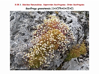 AtlasFlora 3 101 Saxifraga granatensis