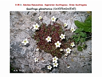 AtlasFlora 3 102 Saxifraga gibraltarica
